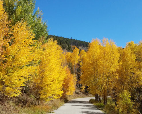 Fall leaves in Breckenridge